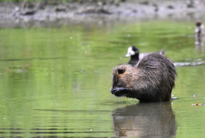 Détection des maladies infectieuses et risques liés à la leptospirose