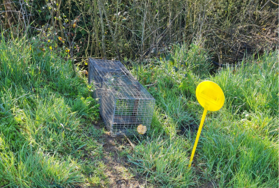 Premiers résultats sur le suivi du piégeage. Le taux de capture, un indicateur essentiel !
