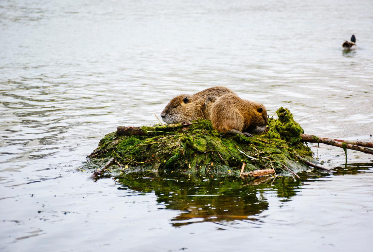 Zoonoses/Viroses – Suivez l&rsquo;avancées des collectes de données